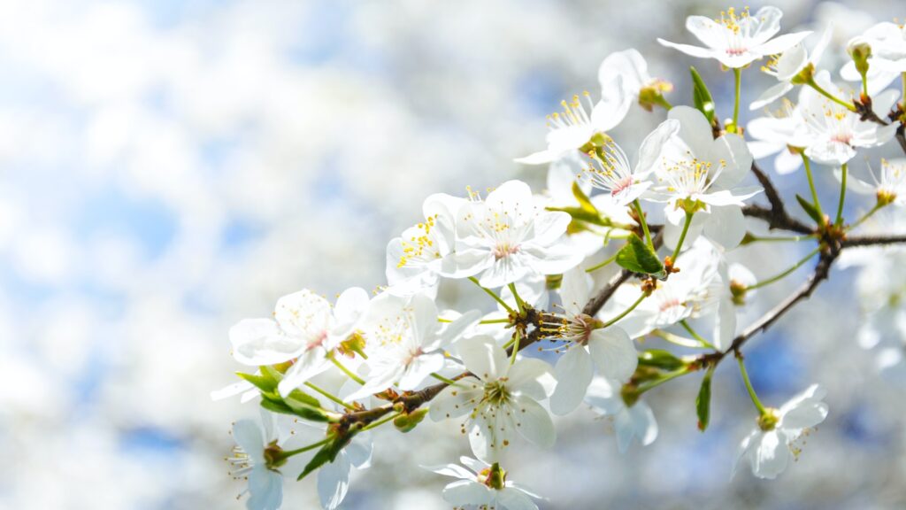 Spring Blossom Close Up